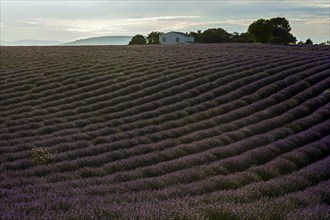 Lavender field with house, flowering true lavender (Lavandula angustifolia), evening light, near