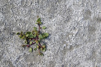 Plant in the heavily dried out Darscho or Warmsee, Lake Neusiedl-Seewinkel National Park,