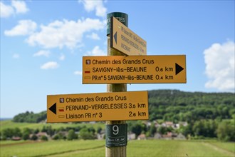 Signpost on the Route des Grands-Crus, Route of Fine Wines, near Savigny-lès-Beaune, Département