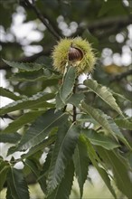 Sweet chestnut (Castanea sativa), Lower Saxony, Germany, Europe