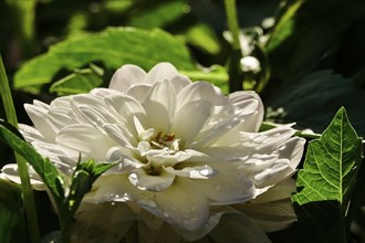 Dahlias (Dahlia) in August in the garden, Saxony, Germany, Europe