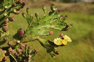 Indian fig opuntia (Opuntia ficus-indica) blossoms and fruits, ebro delta, Catalonia, Spain, Europe