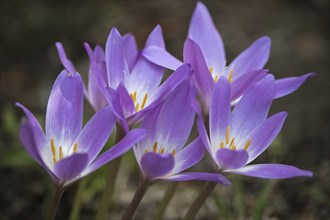 Autumn crocus (Colchicum speciosum), Emsland, Lower Saxony, Germany, Europe