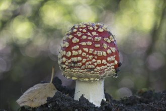 Fly agaric (Amanita muscaria), Emsland, Lower Saxony, Germany, Europe