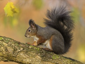 Eurasian red squirrel (Sciurus vulgaris), sitting on a branch, autumn, Rosensteinpark, Stuttgart,