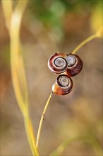 Small snails on a summer meadow, Saxony, Germany, Europe