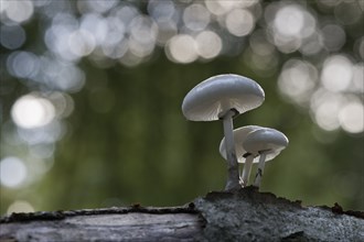 Porcelain fungi (Oudemansiella mucida), Emsland, Lower Saxony, Germany, Europe