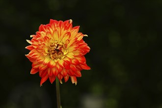 Jewel dahlia (Dahlia hybrida) flowering in a garden, North Rhine-Westphalia, Germany, Europe