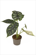 Topical 'Alocasia Baginda Dragon Scale' houseplant in flower pot isolated on white background