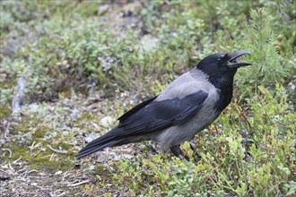 Hooded Crow (Corvus cornix) Foraging in the tundra, Northern Norway, Scandinavia