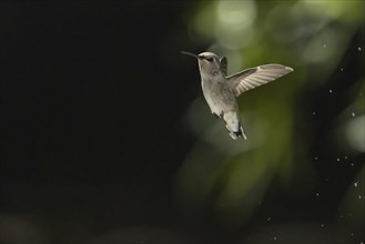 Hummingbird in flight