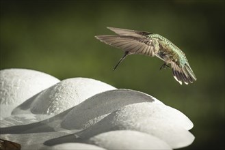 Hummingbird in flight