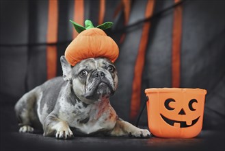 French Bulldog dog wearing Halloween pumpkin costume hat in front of black and orange paper