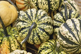 White Carnival squashe with dark green stripes on pile of pumpkins