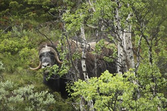 Musk ox (Ovibos moschatus) among birch trees in Dovrefjell-Sunndalsfjella National Park, Central