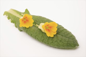 Common cowslip (Primula veris), is a species of plant from the genus Primula, medicinal plant,