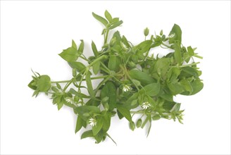 Greater stitchwort (Stellaria holostea), Rabelera holostea, also Common Chickweed, medicinal plant