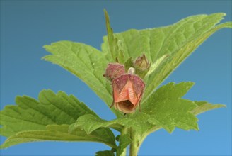 Water avens (Geum rivale), medicinal plant, medicinal use