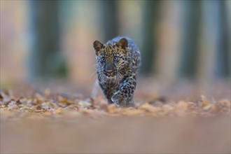 Indian leopard (Panthera pardus fusca), young animal running in forest