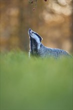 Badger (Meles meles), eat standing rose hips