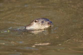 European Otter (Lutra lutra), swimming, captive