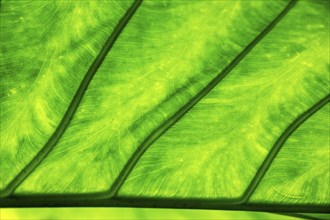 Leaf of the giant taro (Alocasia macrorrhizos), backlit close-up, Madeira, Portugal, Europe