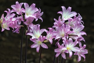 Belladonna lily (Amaryllis belladonna), Madeira, Portugal, Europe