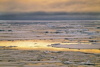 Drift ice on the sea in midnight sunlight in the arctic ocean, Svalbard, Norway, Europe