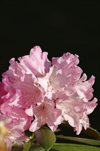 Rhododendron flowers (Rhododendron Homer), pink flowers in a garden, Wilden, North