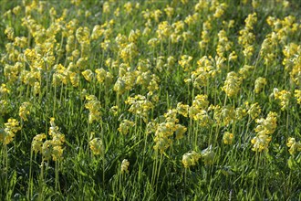 Meadow common cowslip (Primula veris) or cowslip, flowering, Thuringia, Germany, Europe