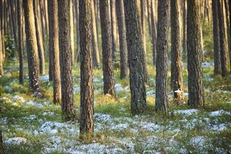 Scots pine (Pinus sylvestris) tree trunks, snow, detail, Upper Palatinate, Bavaria, Germany, Europe