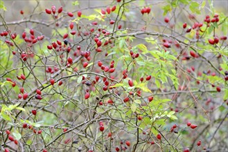 Branches with red rose hips, fruit stands, Moselle, Rhineland-Palatinate, Germany, Europe