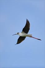 Black-winged stilt (Himantopus himantopus) flying in the sky, Camargue, France, Europe