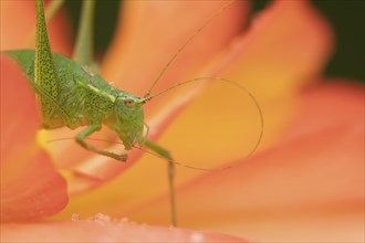 Speckled bush cricket (Leptophyes punctatissima) adult on a garden Begonia flower, Suffolk,