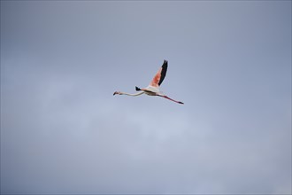 Greater Flamingo (Phoenicopterus roseus), flying in the sky, Parc Naturel Regional de Camargue,