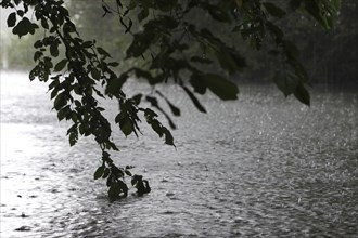 Raindrops, heavy rain, thunderstorm, Müritz National Park, Mecklenburg-Vorpommern, Germany, Europe