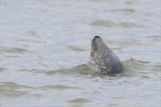 Grey (Halichoerus grypus) seal adult animal sleeping in the sea, Norfolk, England, United Kingdom,