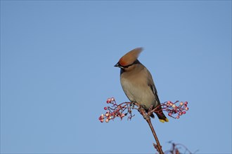 Waxwing (Bombycilla garrulus) adult bird in a berry laiden tree, Suffolk, England, United Kingdom,