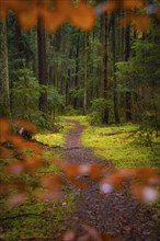 An idyllic forest path surrounded by green moss and autumn trees, Calw, Black Forest, Germany,