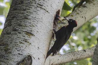 Black Woodpecker female feeding offspring, Lake Neusiedl National Park, Burgenland, Austria, Europe