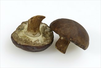 Brown bay bolete (Xerocomus badius)