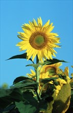 Sunflower (Helianthus annuus)