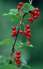 Red currants (Ribes rubrum)