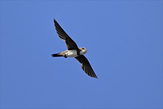 Alpine swift (Apus melba), adult, in flight, Switzerland, Europe