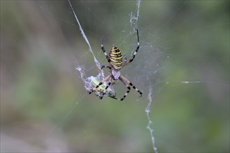 Wasp spider with grasshopper as prey