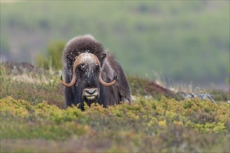 Musk ox (Ovibos moschatus) in fjeld, Tundra, Dovrefjell National Park, Norway, Europe