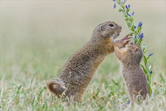 Two Ziesel ( Spermophilus) on blue flower, mother and young animal, Neusiedlersee National Park,