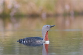 Red-throated diver (Gavia stellata) swims in the water, Dalarna, Sweden, Europe