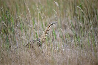 Eurasian bittern (Botaurus stellaris) hunting in the reeds, Neusiedeler See National Park,