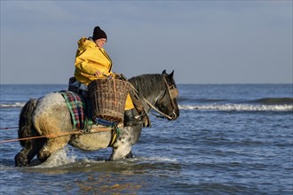 Horse fishermen catching Brown shrimp (Crangon crangon), Koksijde, North Sea coast, province of